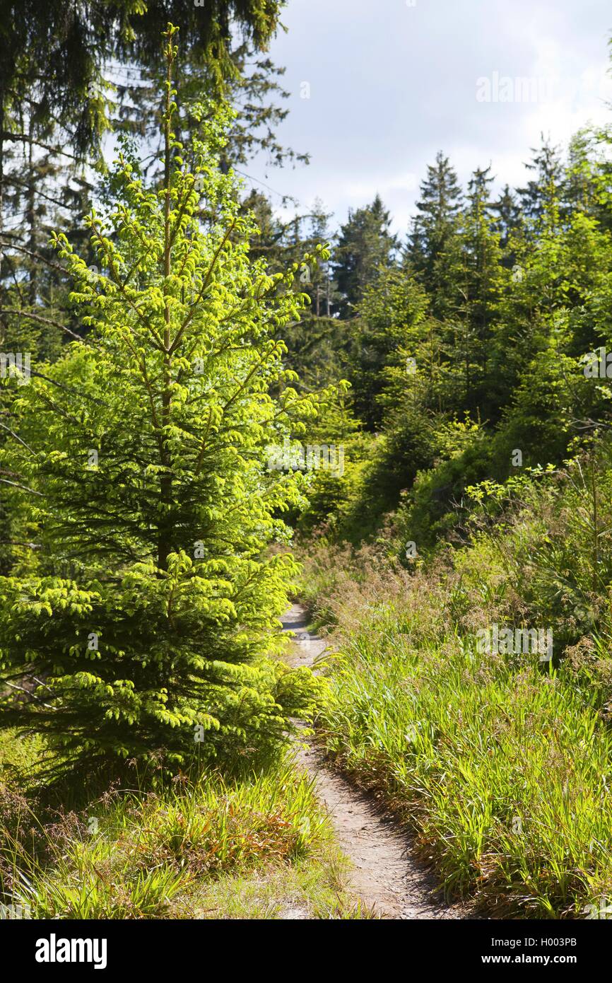 Sentiero forestale in primavera, GERMANIA Baden-Wuerttemberg, Black Forest National Park, Badener Hoehe Foto Stock