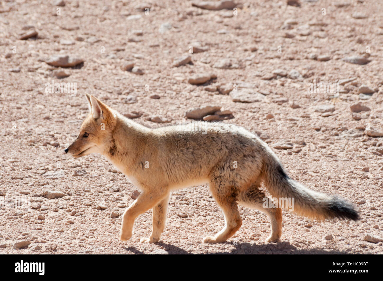 Fox andina in roaming verso la Reserva Eduardo Avaroa, southwestern Bolivia Foto Stock