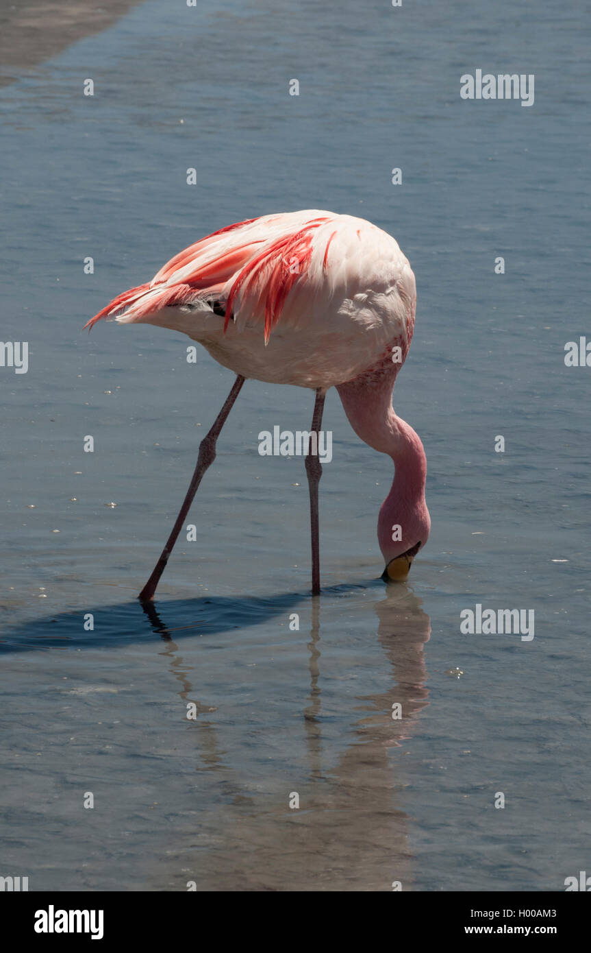 Flamingo navigando in Laguna Honda, Reserva Eduardo Avaroa, Bolivia Foto Stock