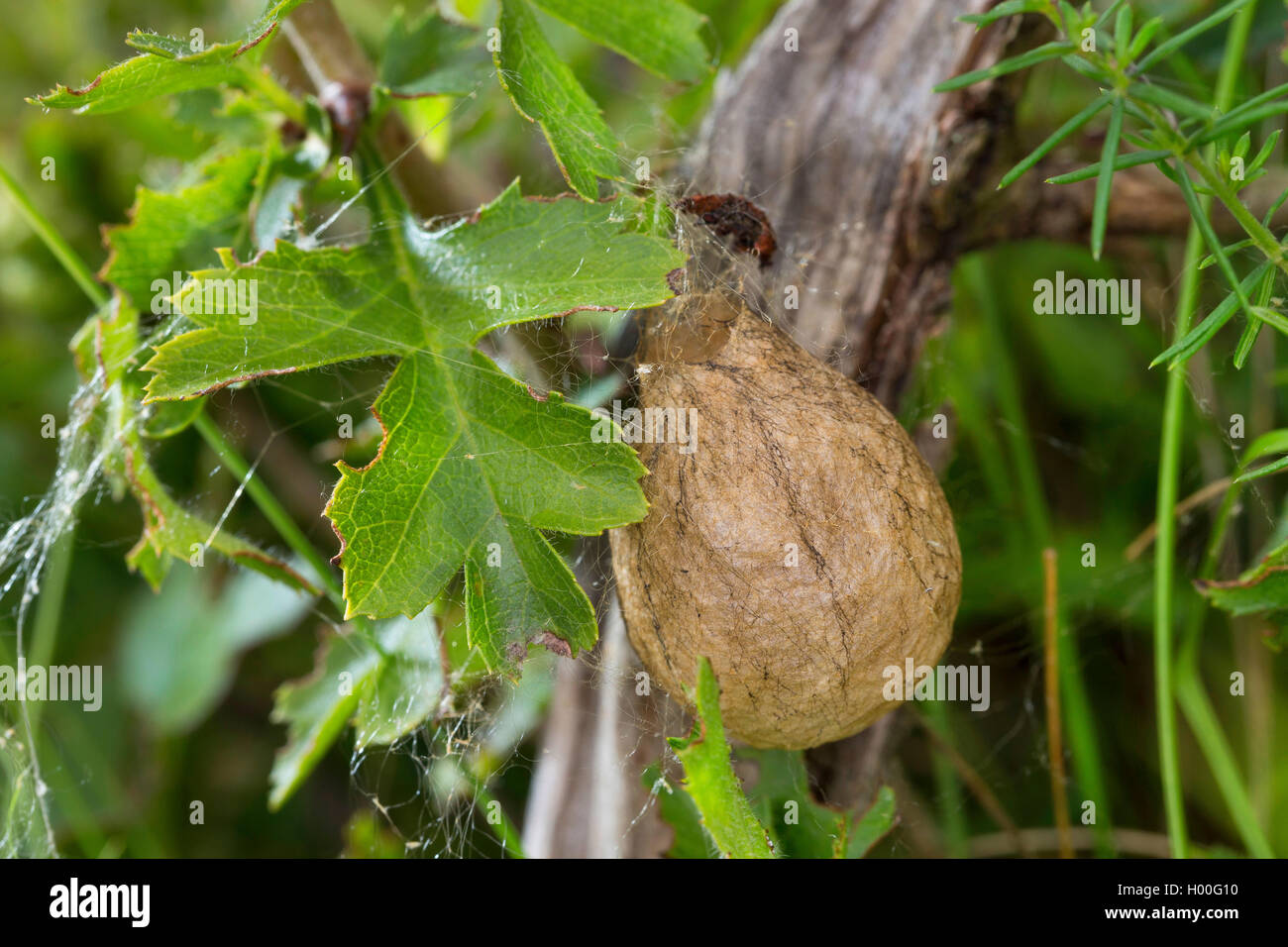 Giallo e nero, argiope giallo e nero garden spider (Argiope bruennichi), cocoon, Germania Foto Stock