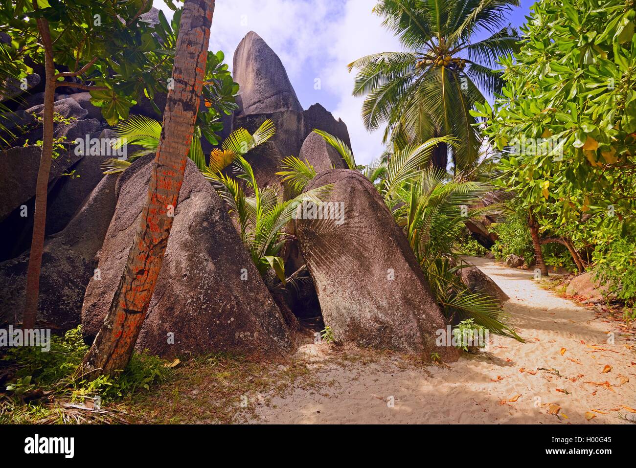 Palme e rocce di granito presso la spiaggia da sogno fonte d'Argent , Seychelles, La Digue Foto Stock