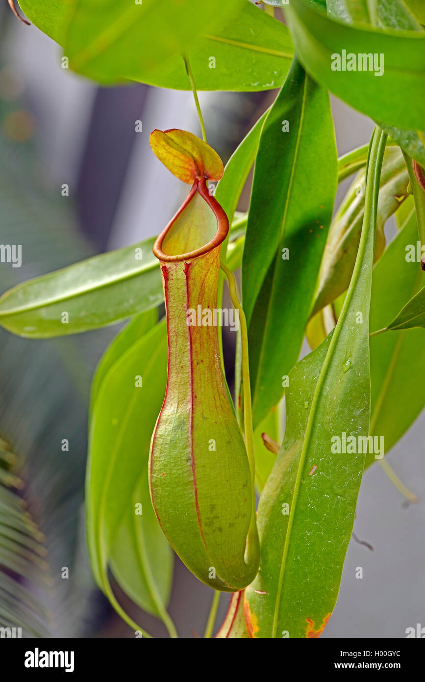 Kannenpflanze, Nepenthes alata (Nepenthes alata), caduti, Philippinen | pianta brocca (Nepenthes alata), trappole, Filippine | BL Foto Stock