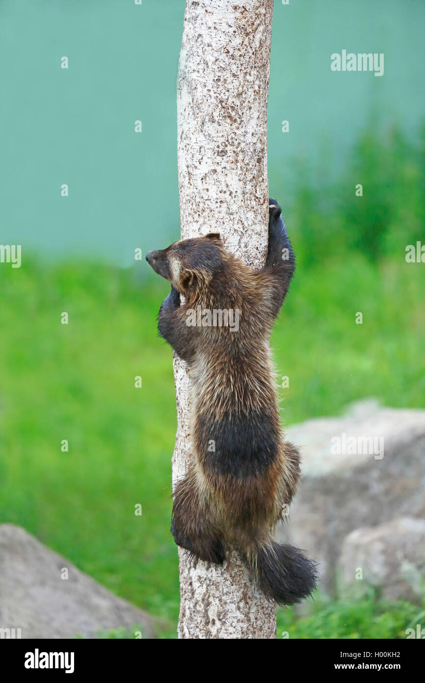 Wolverine (Gulo gulo), arrampicata su un albero, Finlandia e Lapponia Foto Stock