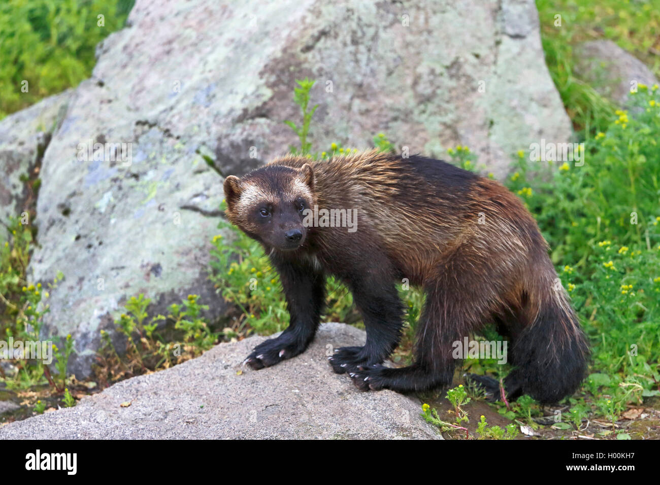 Wolverine (Gulo gulo), in piedi su una pietra, Finlandia e Lapponia Foto Stock
