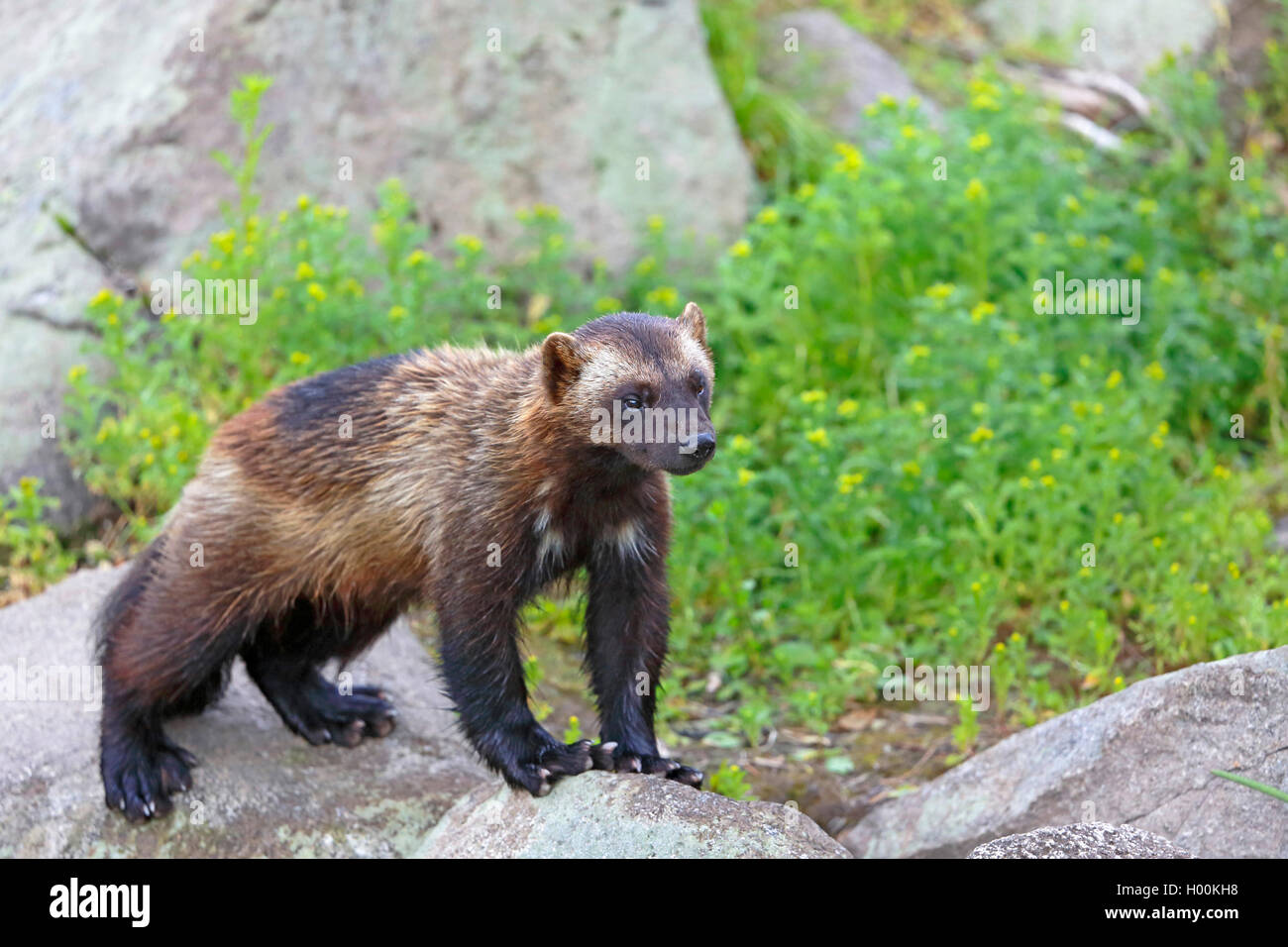 Wolverine (Gulo gulo), in piedi su una roccia, Finlandia e Lapponia Foto Stock