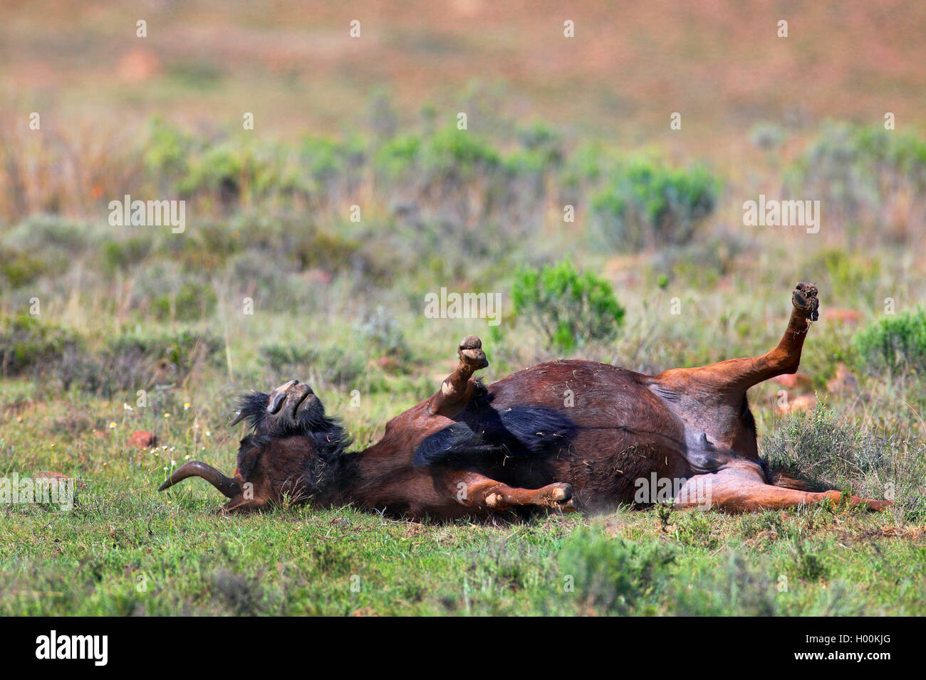 Nero GNU, bianco-tailed gnu (Connochaetes gnou), polvere la balneazione per la toelettatura, Sud Africa, Eastern Cape, Mountain Zebra National Park Foto Stock