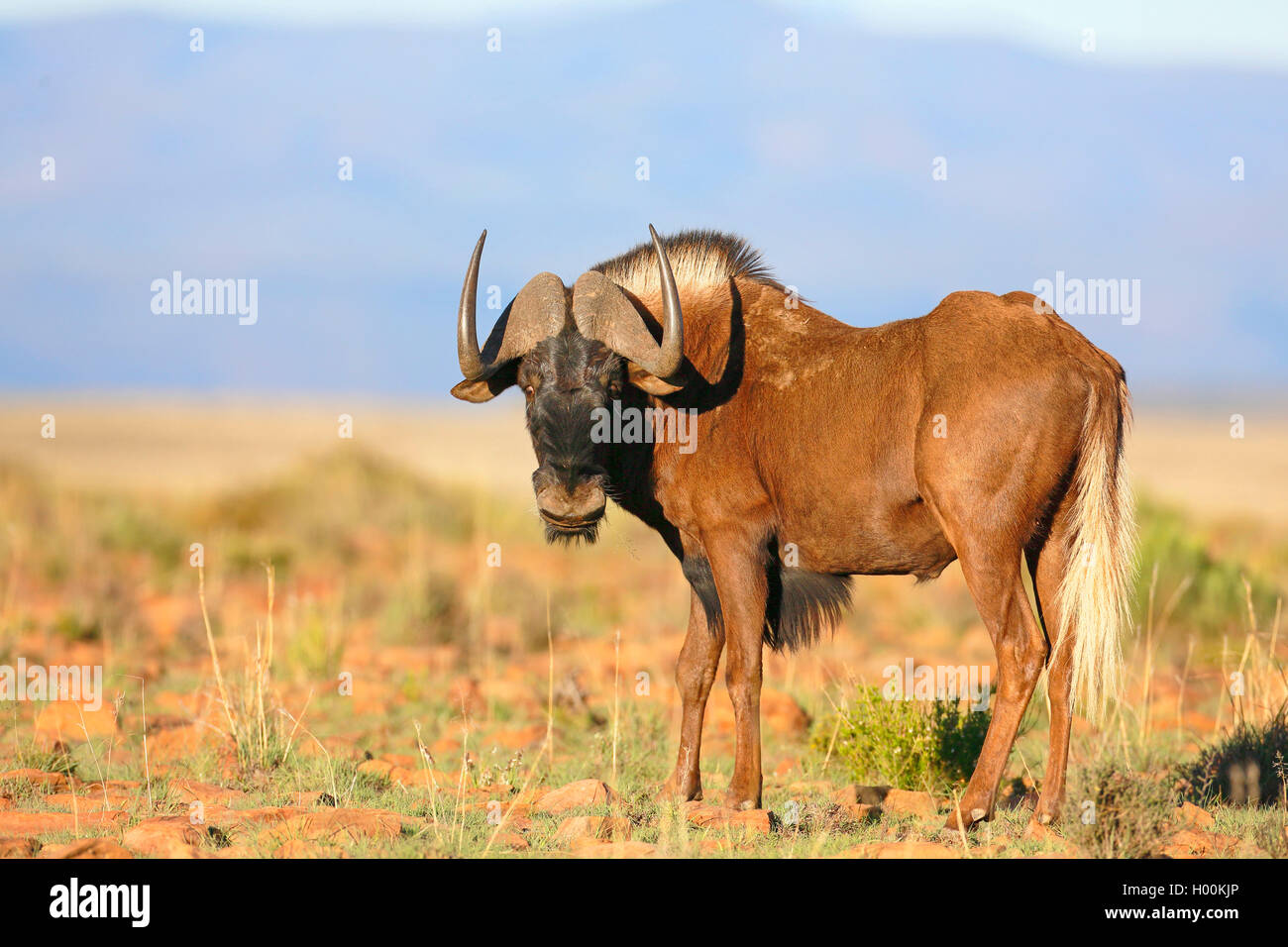 Nero GNU, bianco-tailed gnu (Connochaetes gnou), sorge nella savana, Sud Africa, Eastern Cape, Mountain Zebra National Park Foto Stock