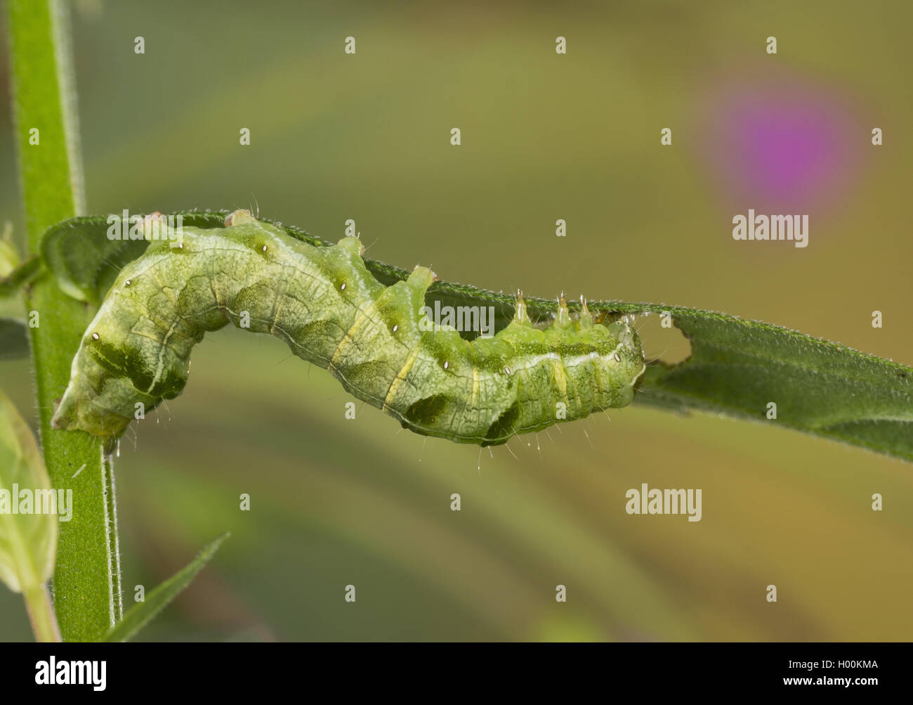 Dot tarma (Melanchra persicariae, Polia persicariae, Mamestra persicariae), Caterpillar, Germania Foto Stock