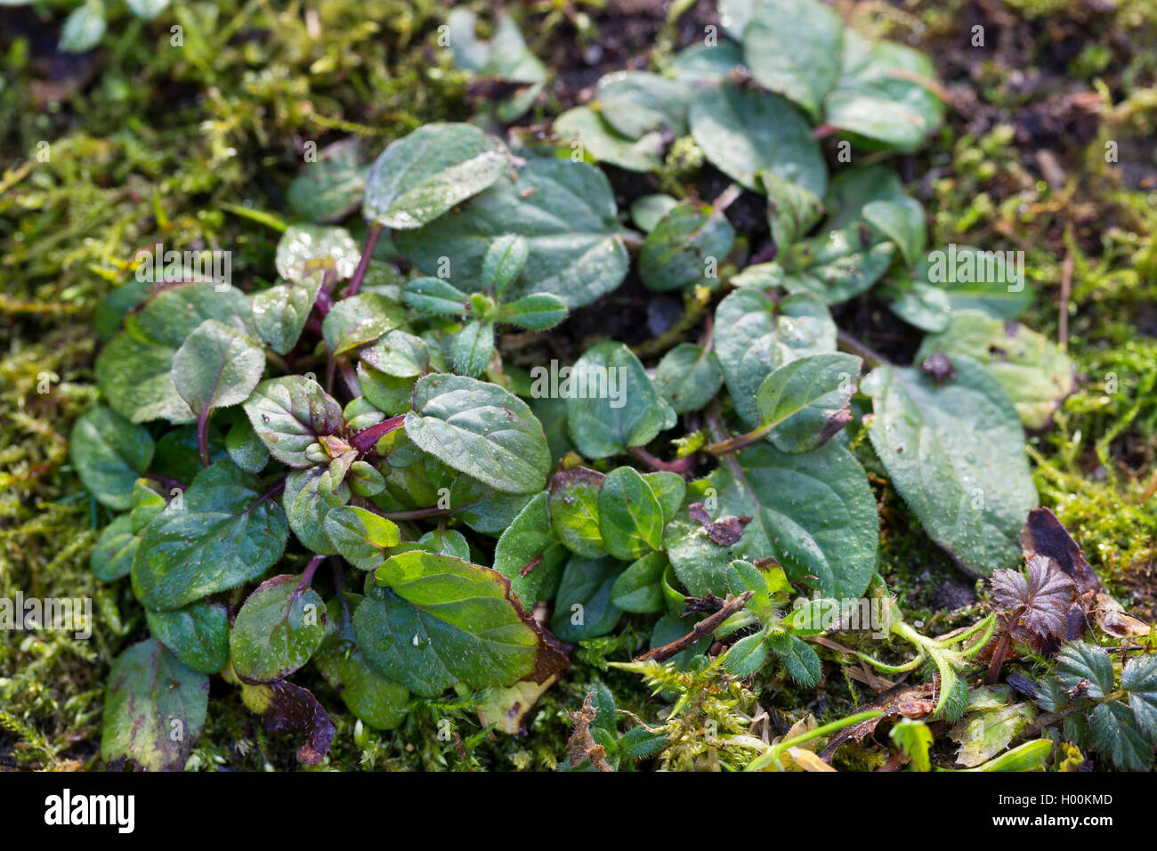 Falegname-erbaccia, guarire tutti e auto-guarire (prunella vulgaris), foglie, Germania Foto Stock