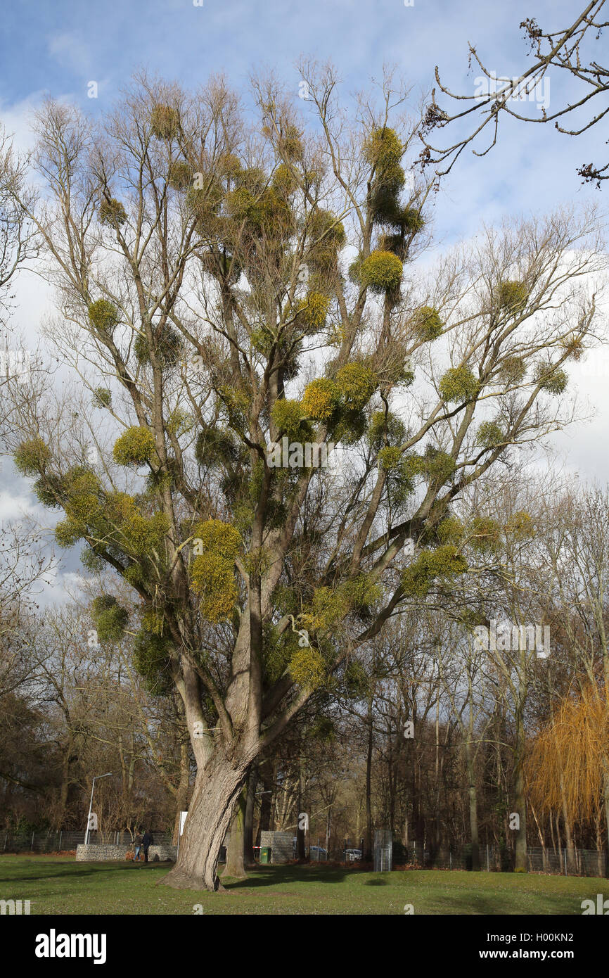 Vischio (Viscum album subsp. album), albero con mistletoes, Germania Foto Stock