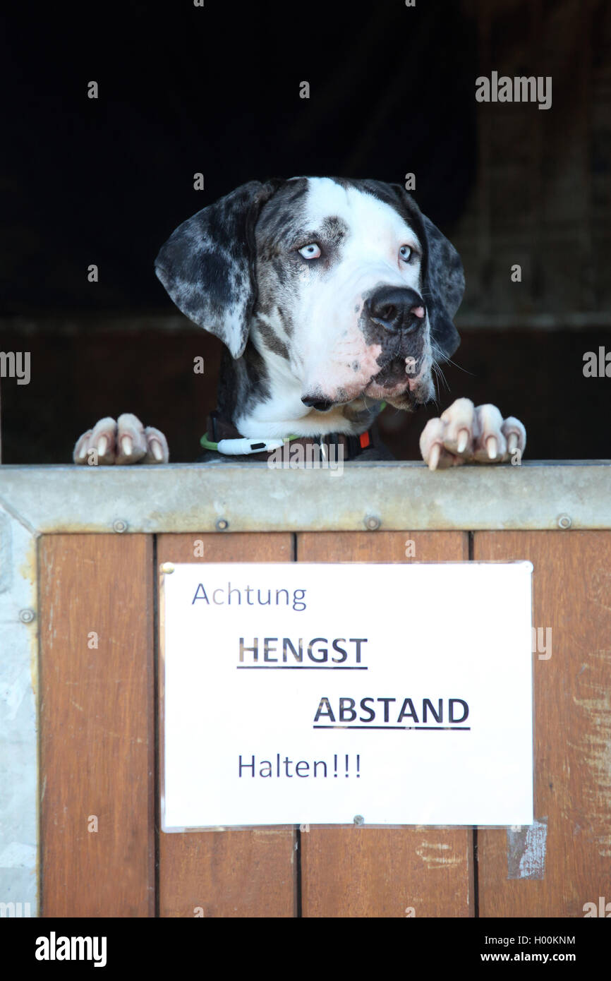 Alano (Canis lupus f. familiaris), guardando fuori un van per cavalli, Germania Foto Stock