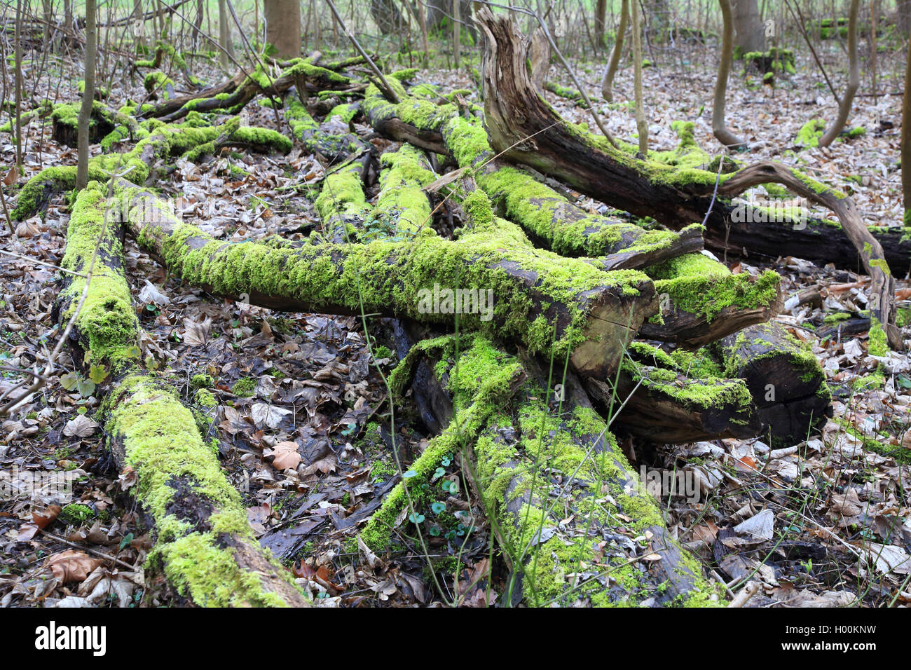 Cassa di espansione del fiume in inverno, GERMANIA Baden-Wuerttemberg Foto Stock