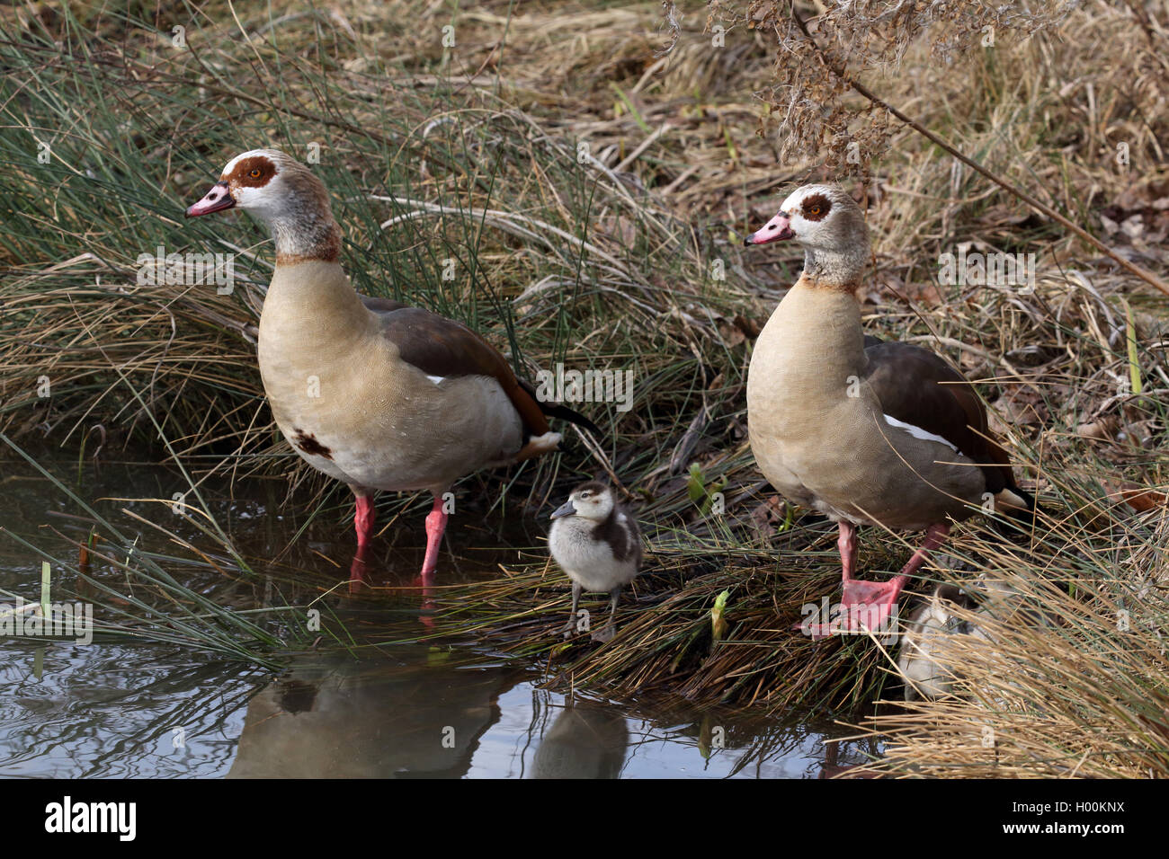 Oca egiziana (Alopochen aegyptiacus), Giovane con oca pulcino presso la riva, famiglia animale, Germania Foto Stock