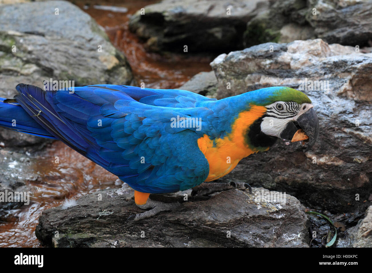 Blu e Giallo macaw, blu e oro macaw, blu e oro macaw, blu-giallo Macaw (Ara ararauna), su una pietra, vista laterale Foto Stock