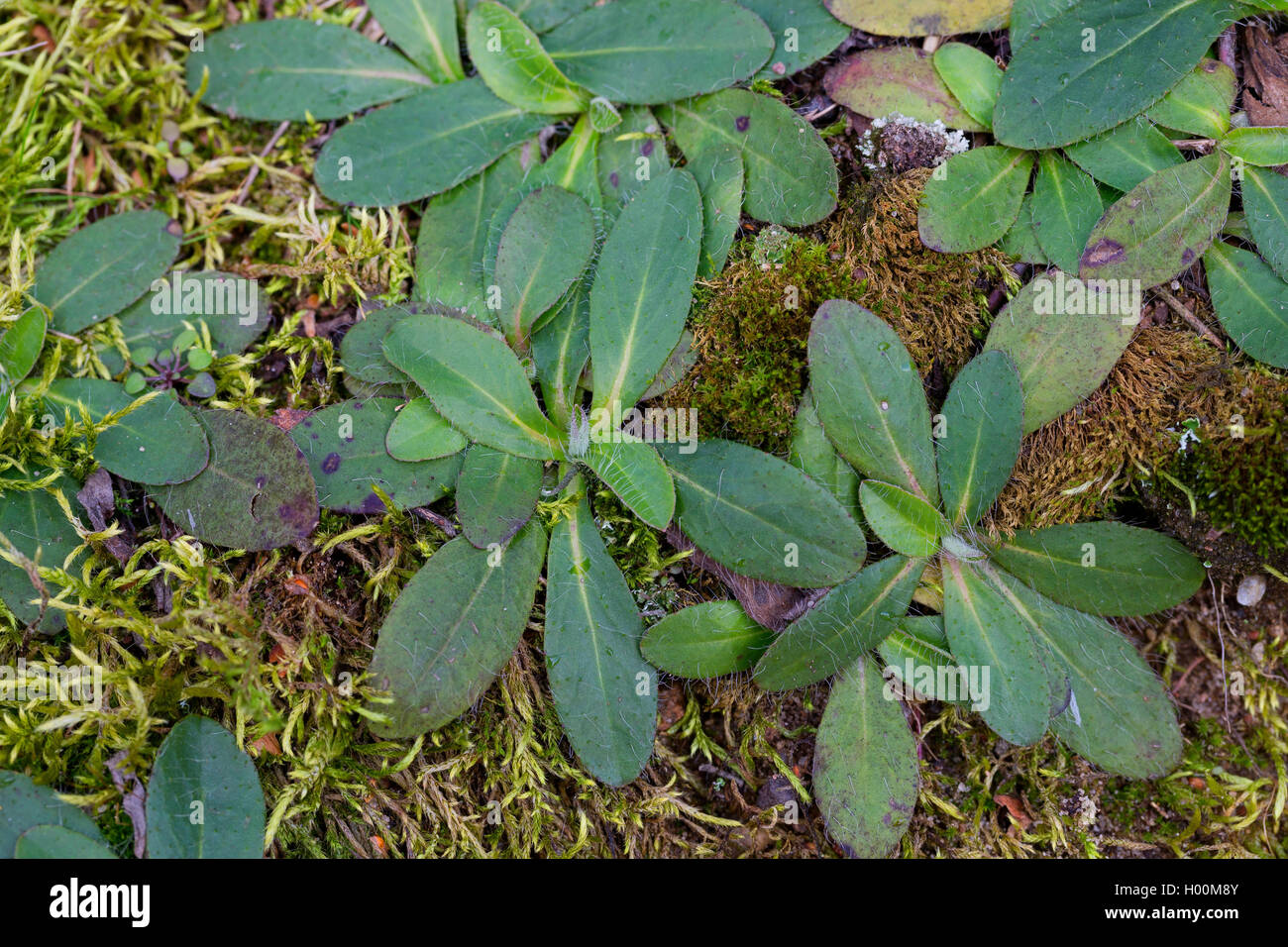Mouseear (hawkweed Hieracium pilosella, Pilosella officinarum), massa foglie, Germania Foto Stock
