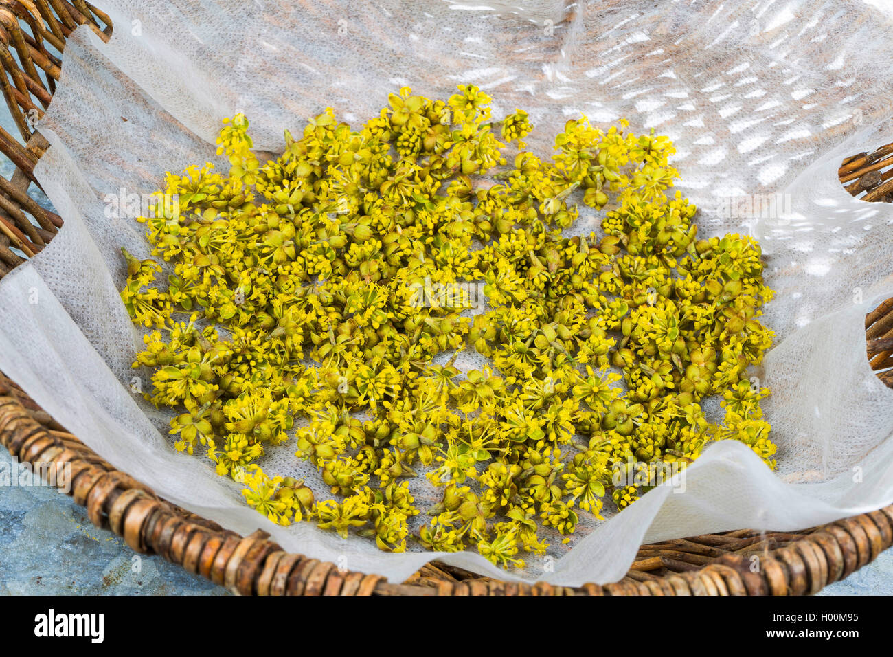 Corniolo legno (Cornus mas), fiori raccolti vengono essiccati Foto Stock