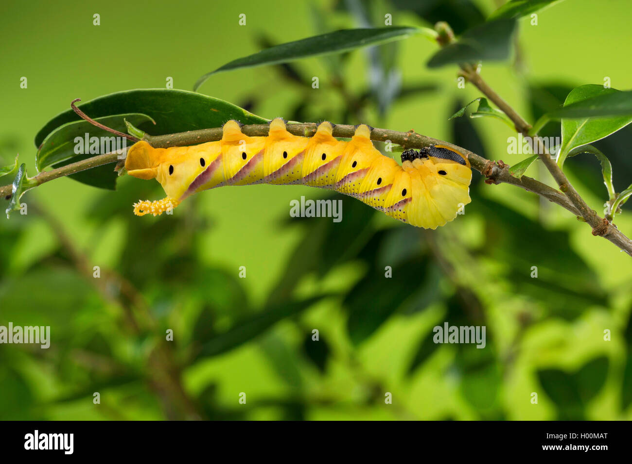 La morte del capo-hawkmoth (Acherontia atropo), Caterpillar alimenta il ligustro, Germania Foto Stock