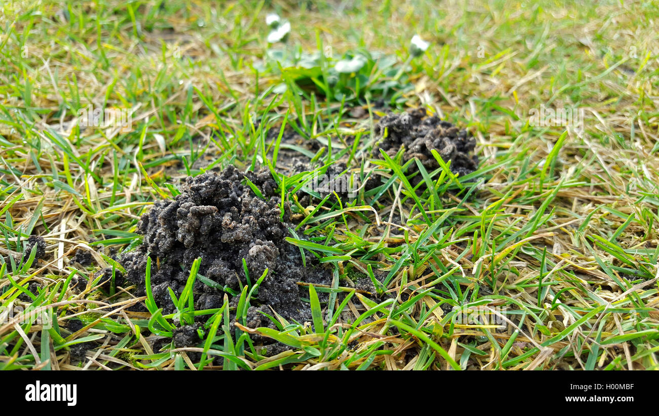 Europaeischer Maulwurf, Maulwurf (Talpa europaea), Maulwurfshuegel auf einer Wiese, Deutschland | European mole, comune mole, n. Foto Stock