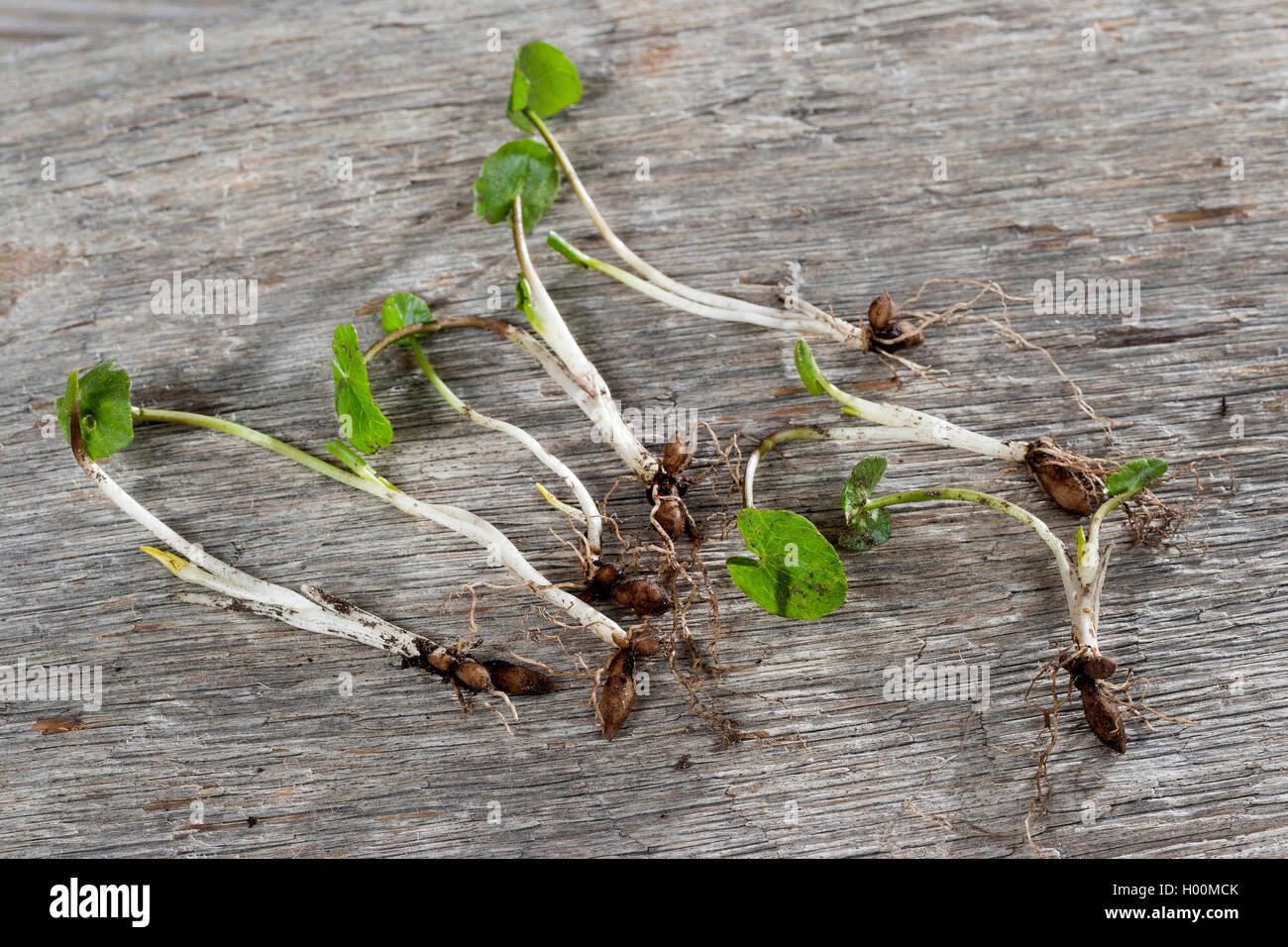 Lesser celandine, fig-burro di radice-cup (Ranunculus ficaria, Ficaria verna), lampadine, Germania Foto Stock