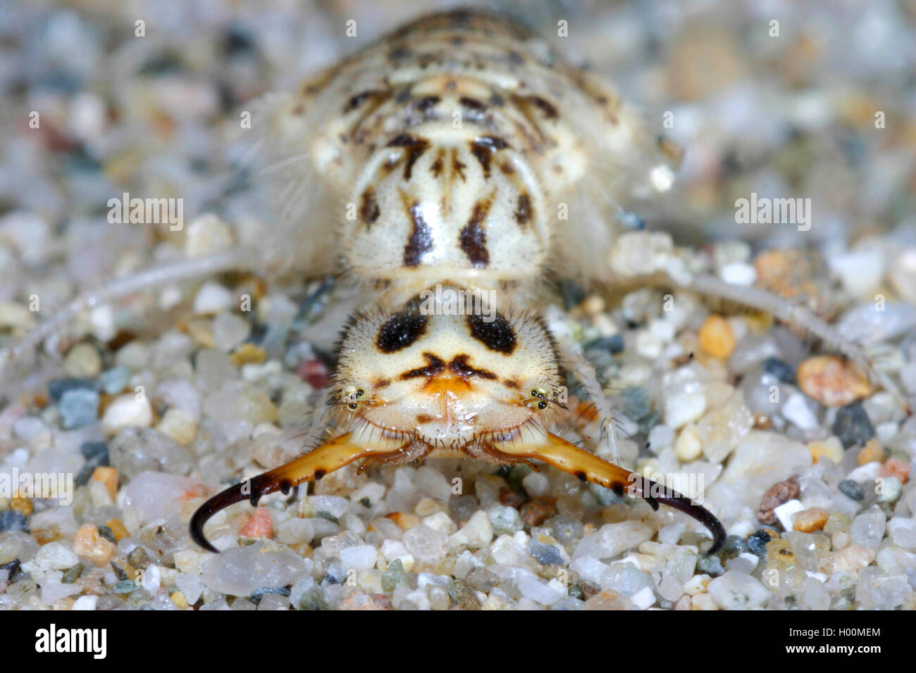 Ant lion (Acanthaclisis occitanica), ant lion, larva con ganasce formate dalla maxillae e mandibole, Germania Foto Stock