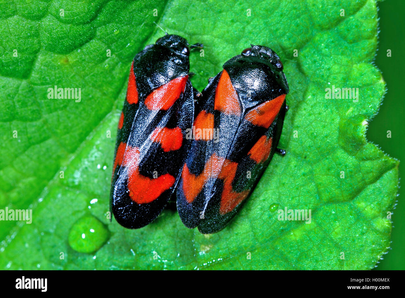 Rosso e nero (froghopper Cercopis vulnerata, Cercopis sanguinea), due rosso-nero froghoppers su una foglia, Germania Foto Stock