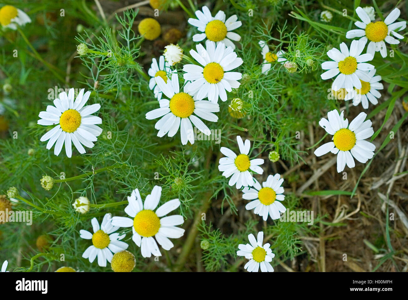 Mais (camomilla Anthemis arvense), fioritura, Germania Foto Stock