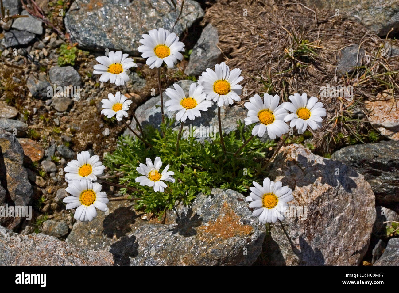 Luna Alpine Daisy (Leucanthemopsis alpina, crisantemo alpinum, Tanacetum alpinum), fioritura, Germania Foto Stock