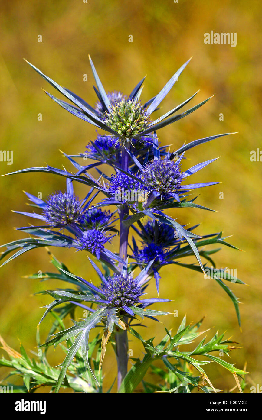 Ametista Mare Holly, ametista eryngium, ametista eryngo (Eryngium amethystinum), fioritura Foto Stock