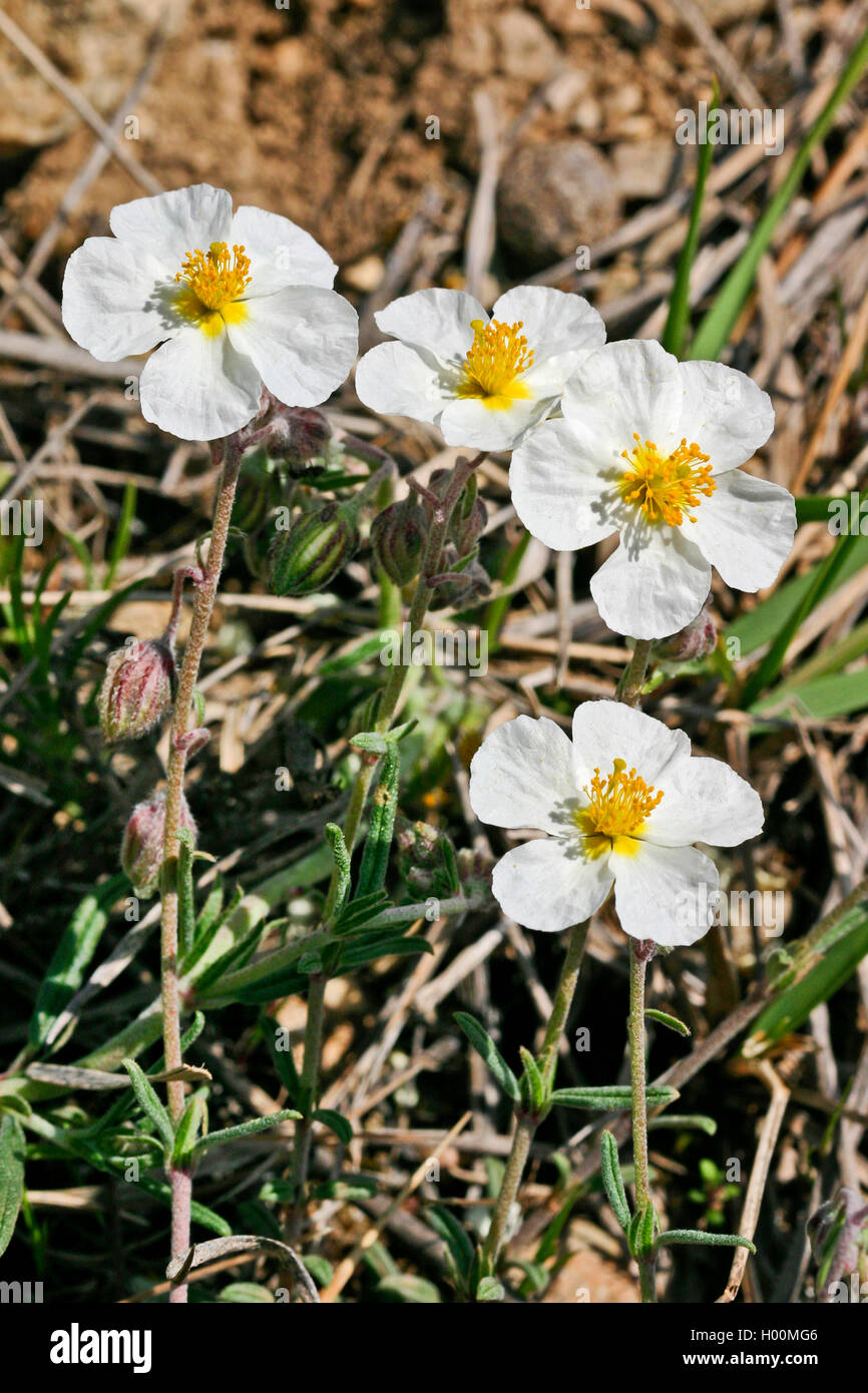 White rock-rose (Helianthemum apenninum), fioritura, Germania Foto Stock