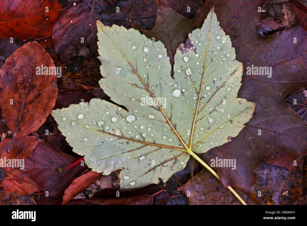 Acero di monte, grande Acero (Acer pseudoplatanus), Autumn Leaf, Germania Foto Stock