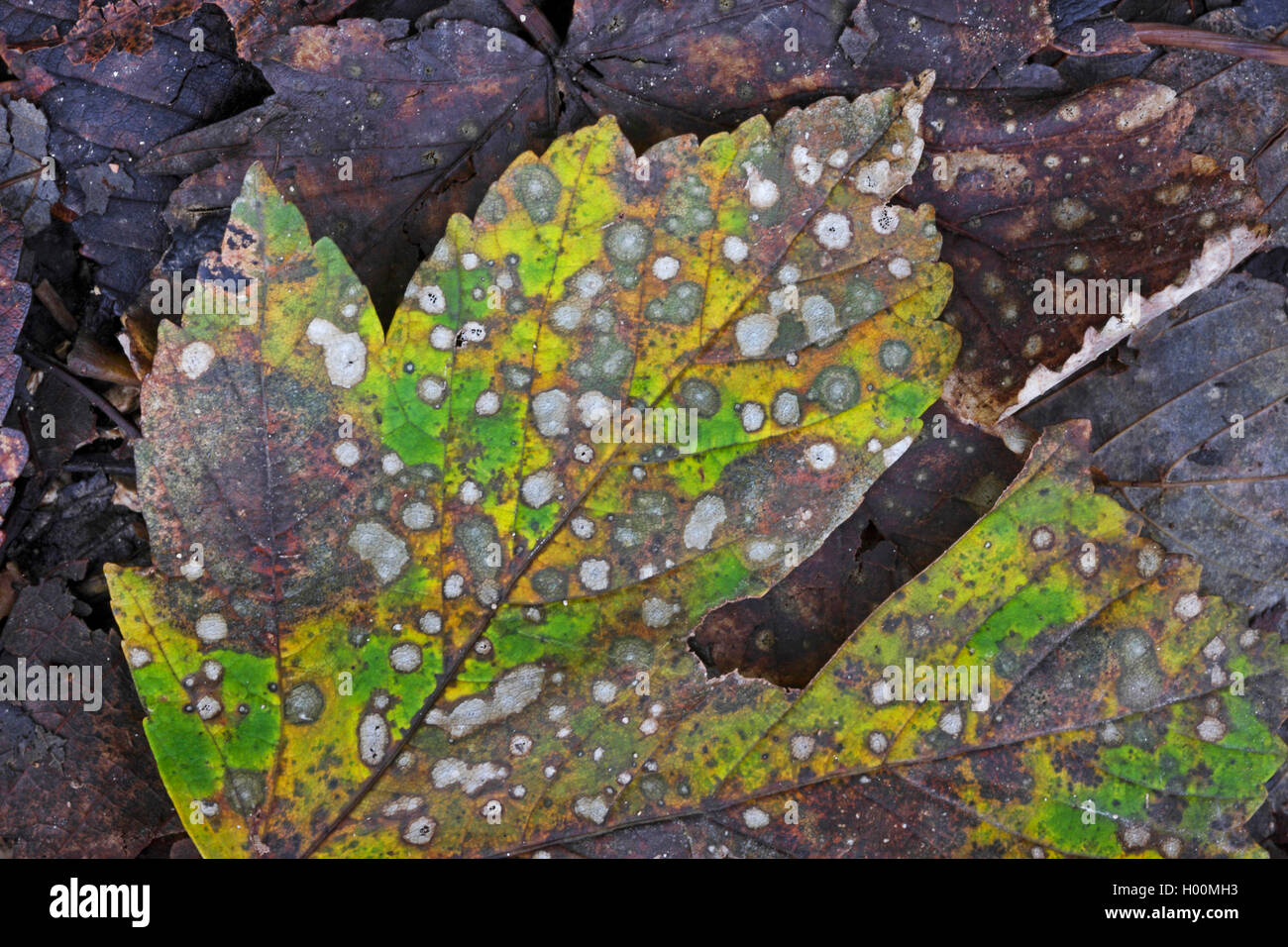Acero di monte, grande Acero (Acer pseudoplatanus), decadendo foglie di autunno, Germania Foto Stock