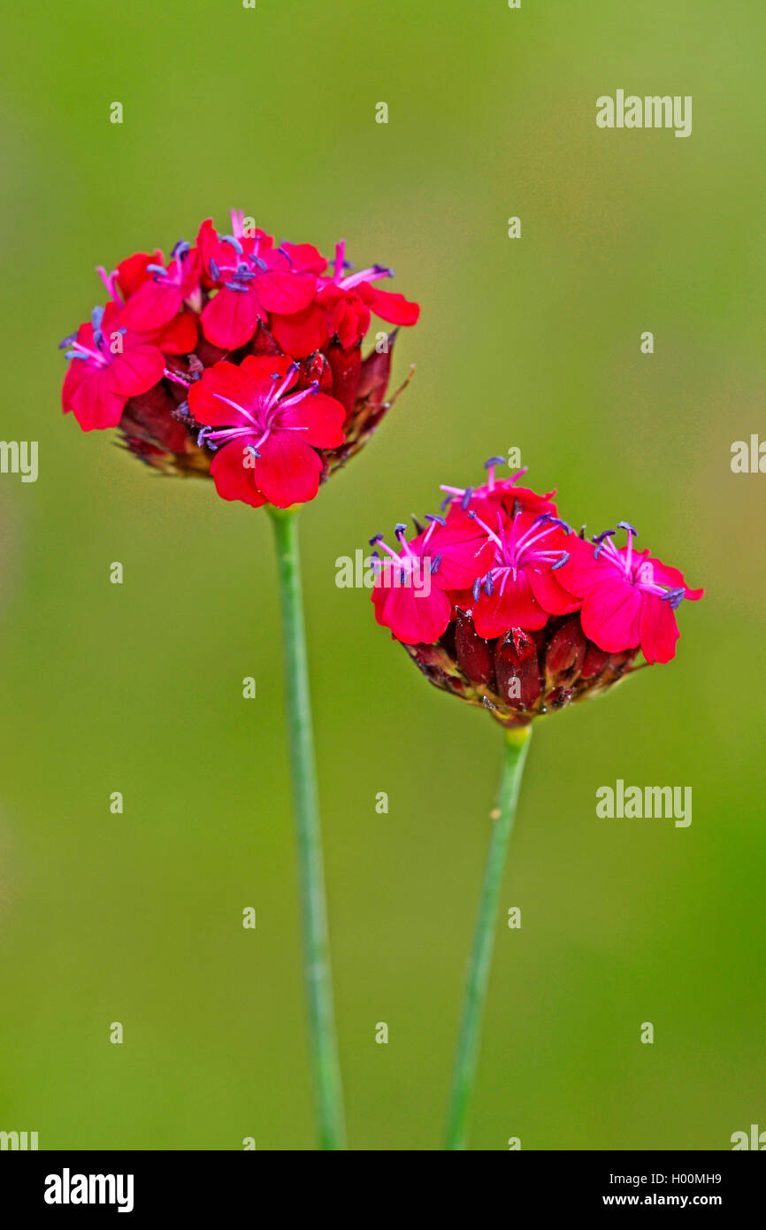 Rosa dei certosini, Clusterhead rosa (Dianthus carthusianorum), fioritura, Germania Foto Stock