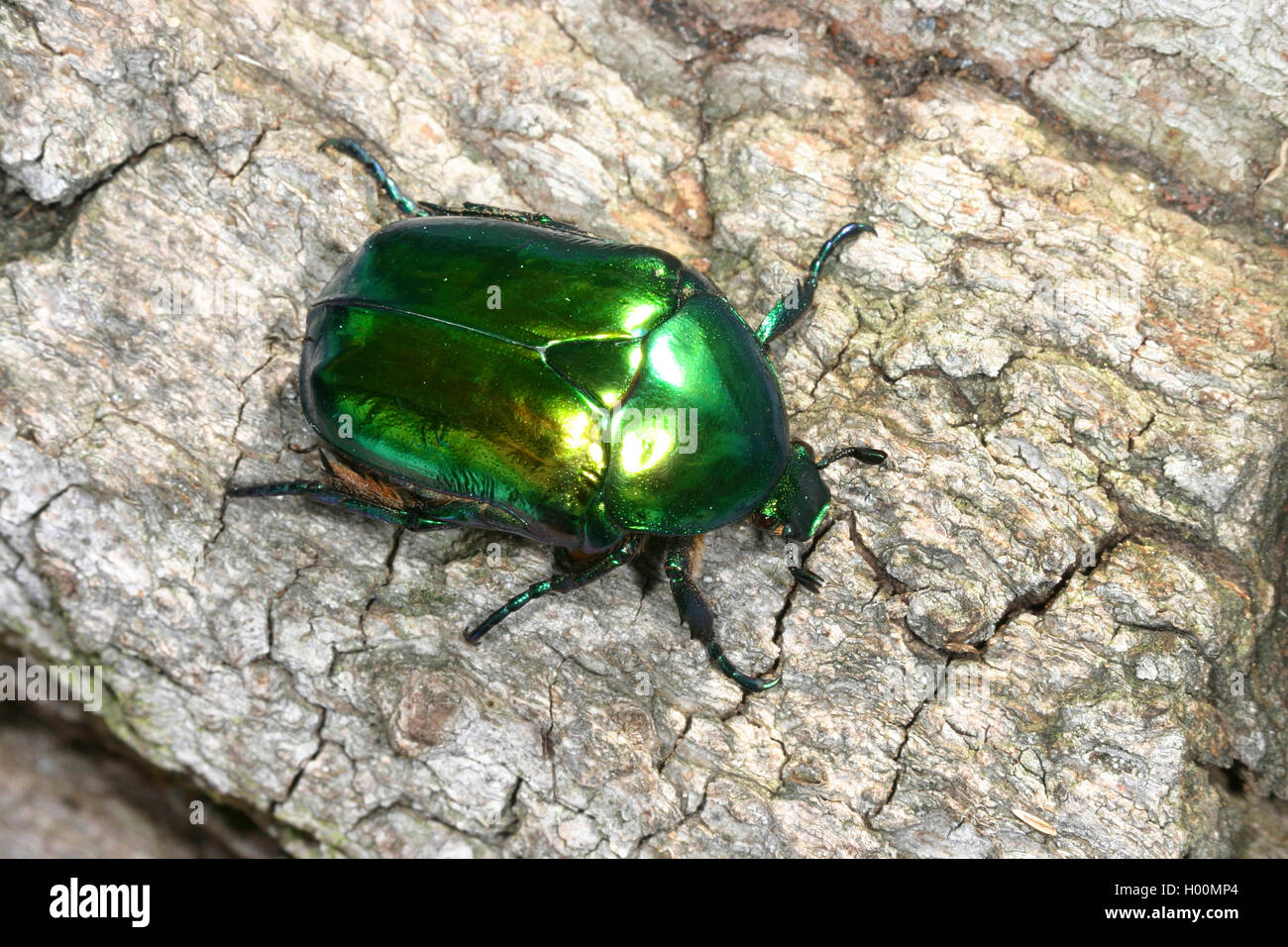 Grande Golden Rose (Chafer Protaetia aeruginosa, Potosia aeruginosa, Cetonischema aeruginosa), siede sulla corteccia, Germania Foto Stock