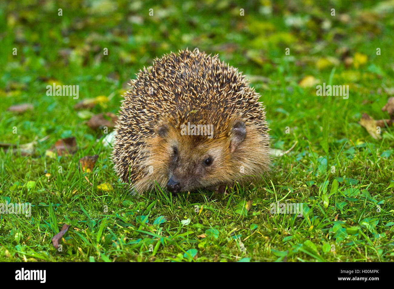 Europaeischer Igel, Westeuropaeischer Igel, Westigel, West-Igel, Braunbrustigel, Braunbrust-Igel (Erinaceus europaeus), auf eine Foto Stock