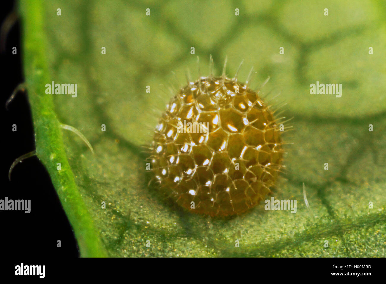 Eurasian Ammiraglio bianco, bianco Admiral (Ladoga camilla, Limenitis camilla), uova, Germania Foto Stock