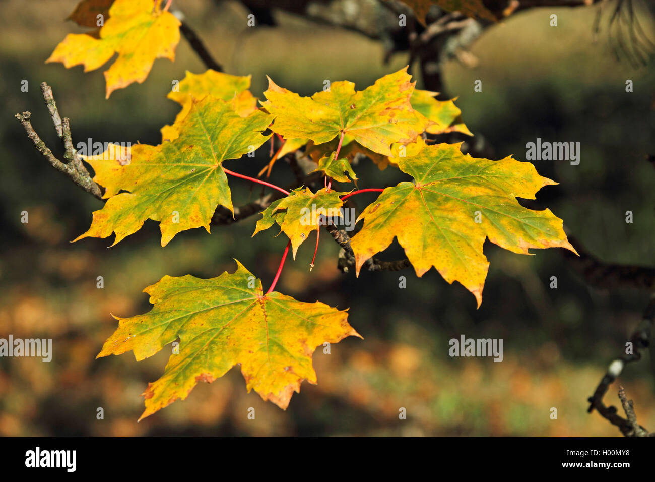 Norvegia (acero Acer platanoides), il ramo con foglie di autunno, Germania Foto Stock