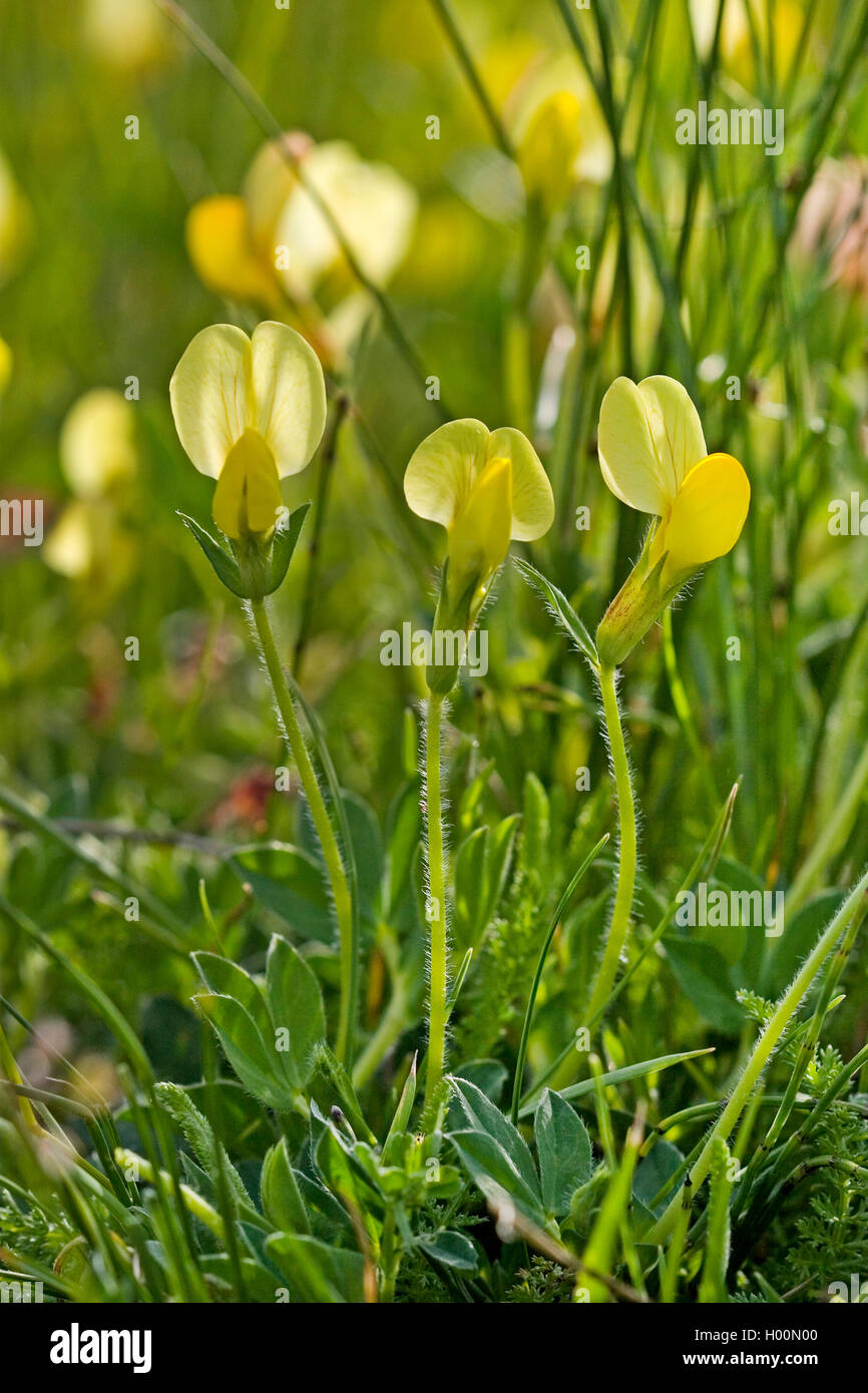 Dragon's denti (Tetragonolobus maritimus, Lotus maritimus), fioritura, Germania Foto Stock
