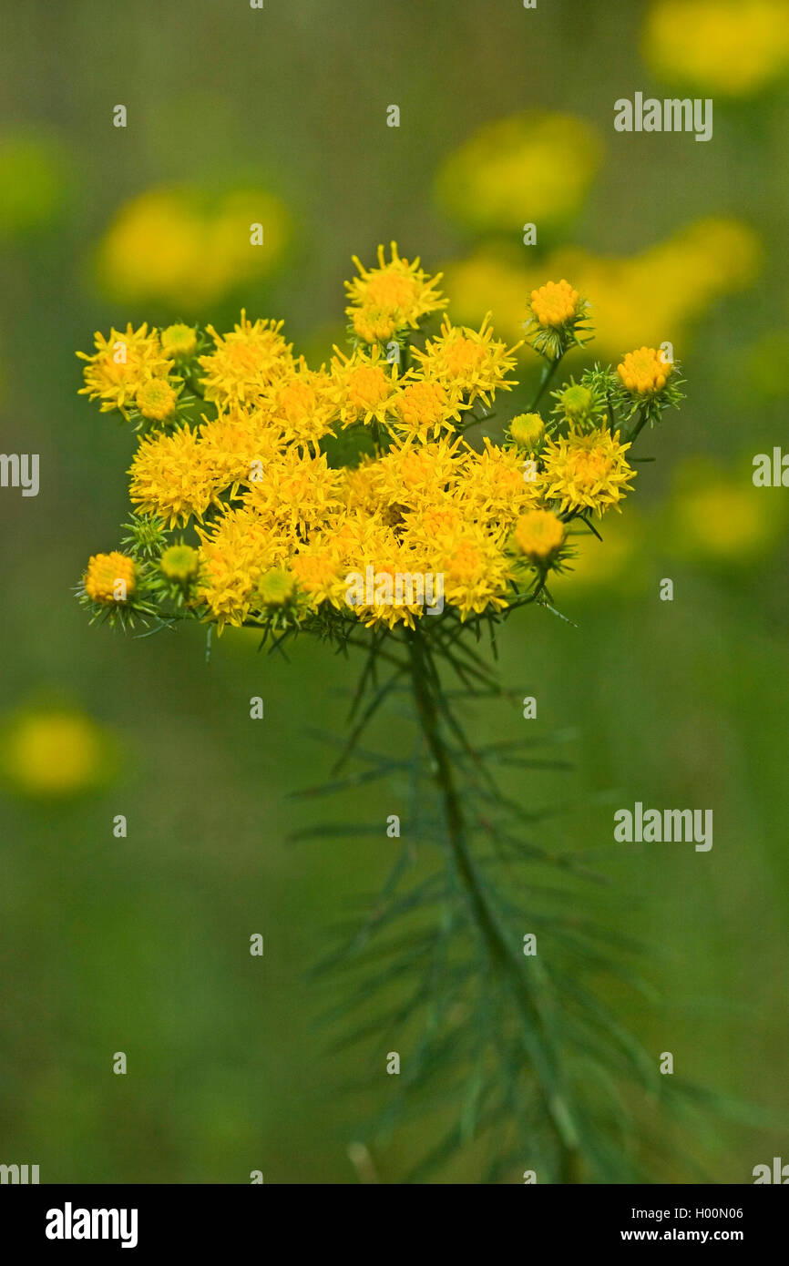 La storia di Riccioli d'oro Aster (Aster linosyris, Galatella linosyris, Crinitaria linosyris), fioritura, Germania Foto Stock