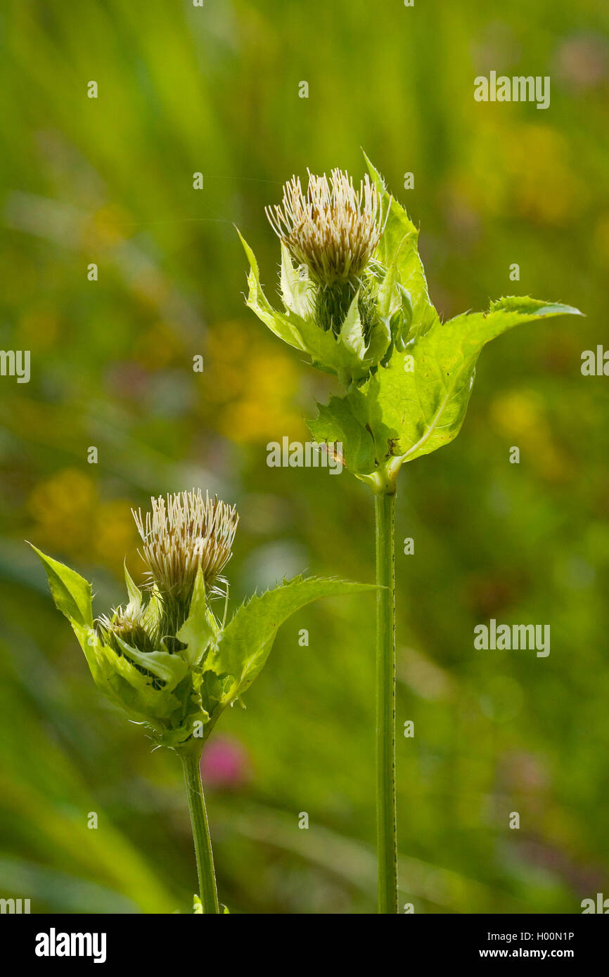 Cavolo thistle (Cirsium oleraceum), fioritura, Germania Foto Stock