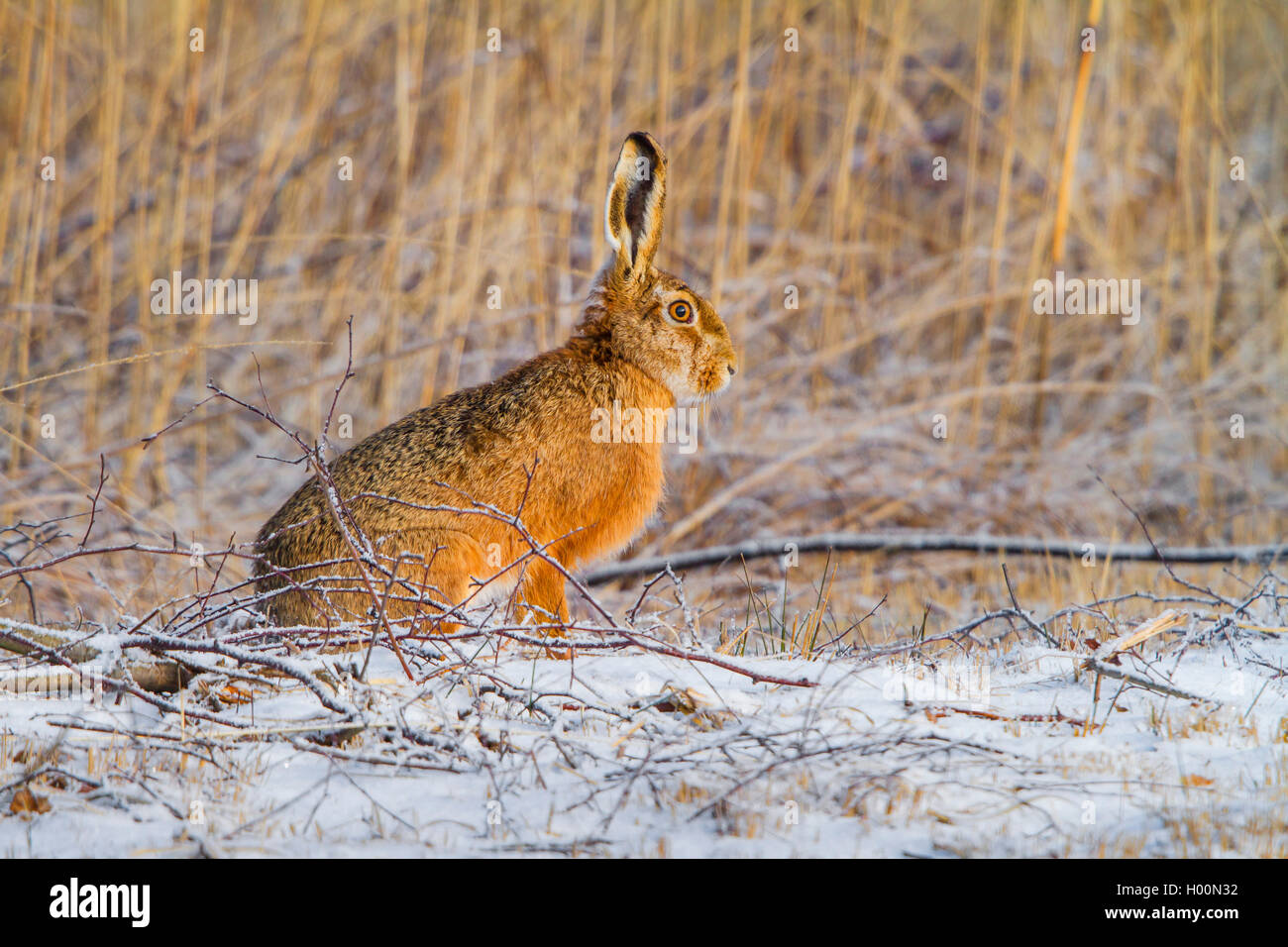 Lepre europea, Marrone lepre (Lepus europaeus), seduta in una luce coperto di neve prato reed, vista laterale, Svizzera, Sankt Gallen Foto Stock