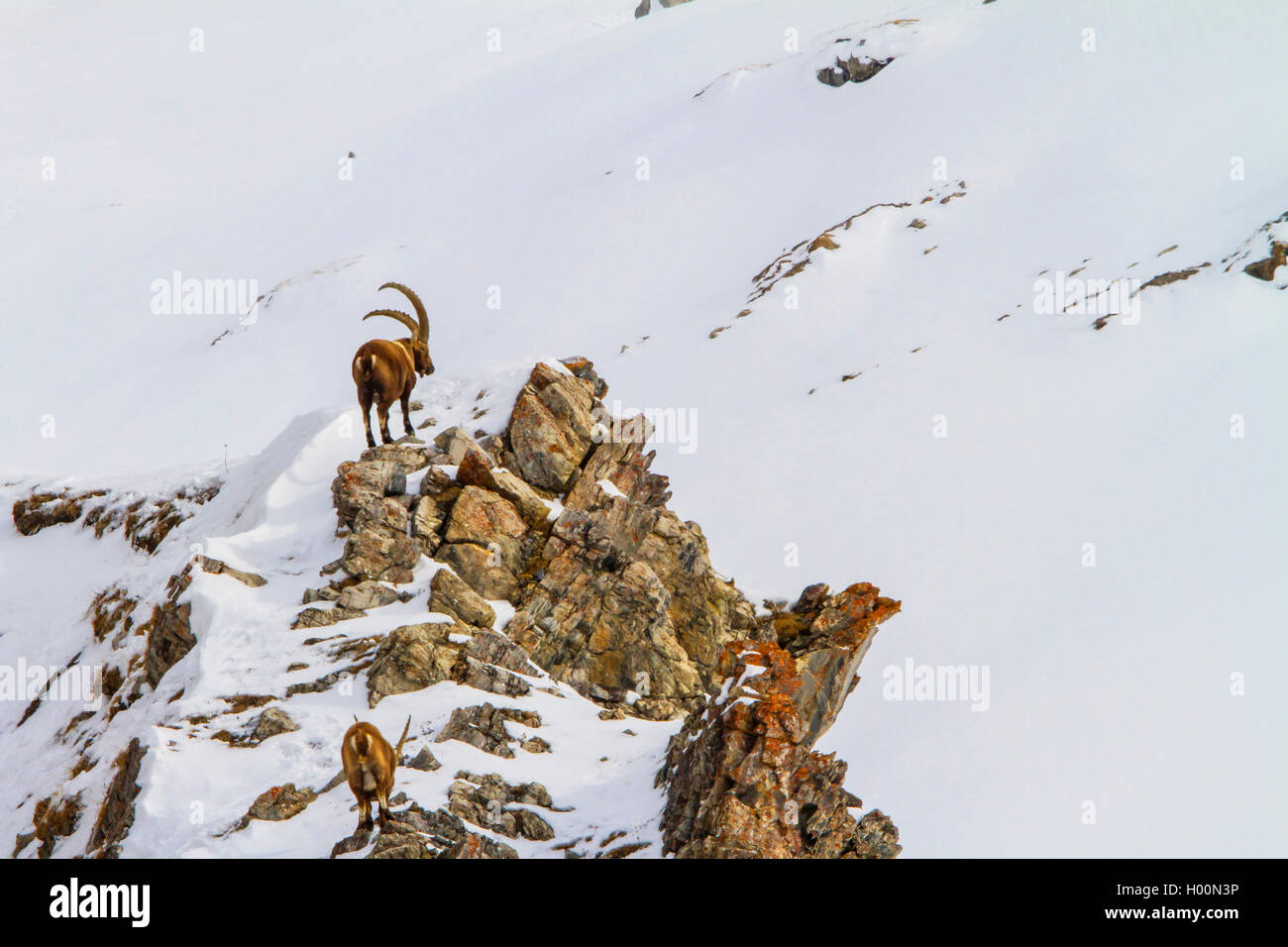 Stambecco delle Alpi (Capra ibex, Capra ibex ibex), due lo stambecco in montagna su una coperta di neve Rocky Ridge , svizzera, Grigioni, in Engadina Foto Stock