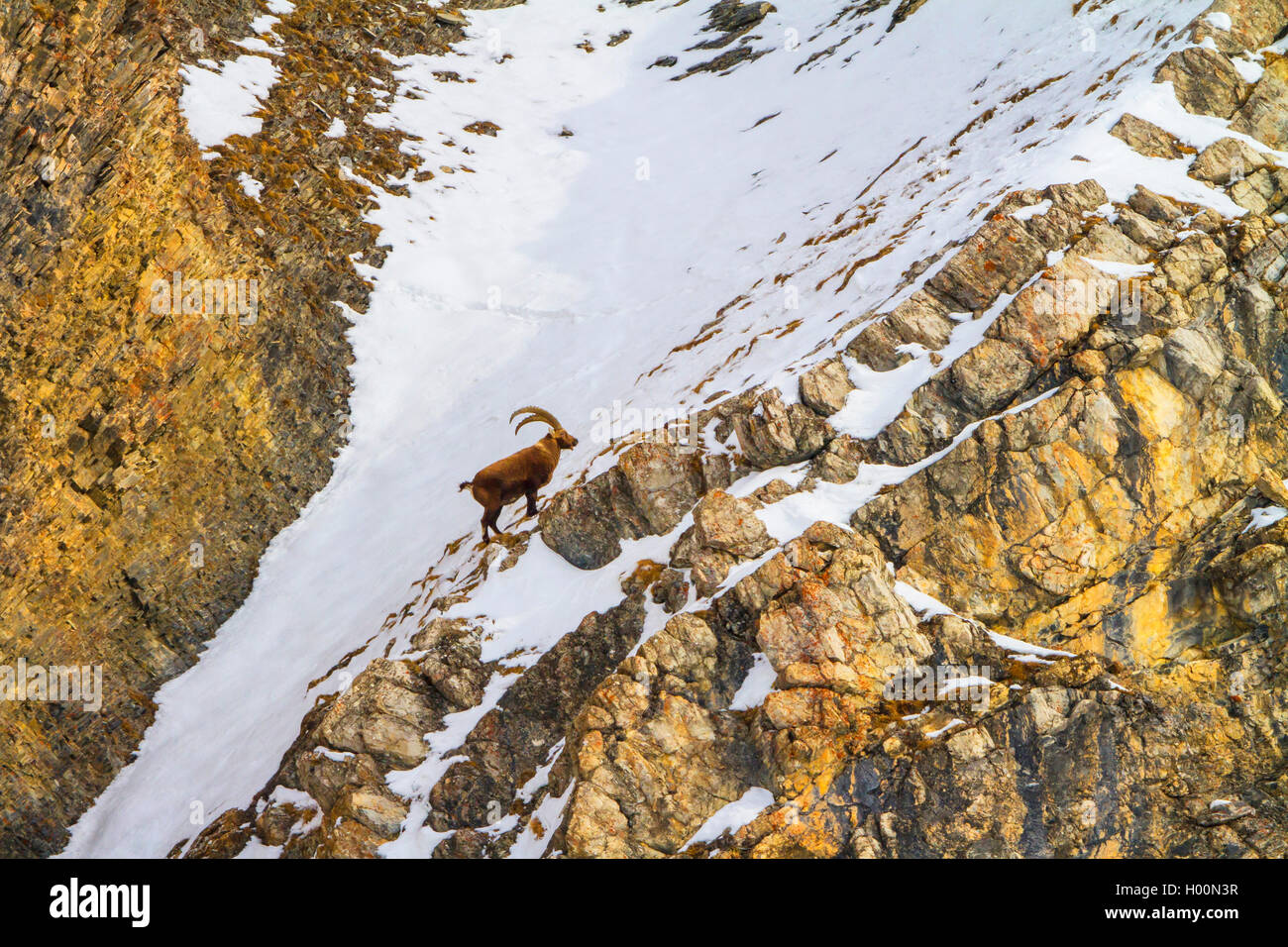 Stambecco delle Alpi (Capra ibex, Capra ibex ibex), stando in montagna su una coperta di neve cresta rocciosa in corrispondenza di un lato di montagna, Svizzera, Grigioni, in Engadina Foto Stock