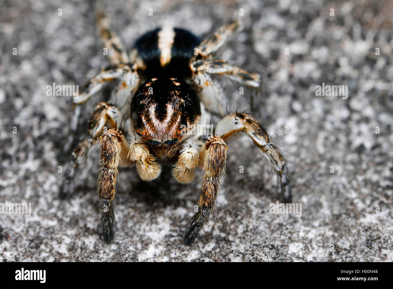 Jumping spider (Aelurillus v-insignitus, Phlegra v-insignita, Attus v-insignitus, Ictidops v-insignitus), su una pietra, Austria Foto Stock