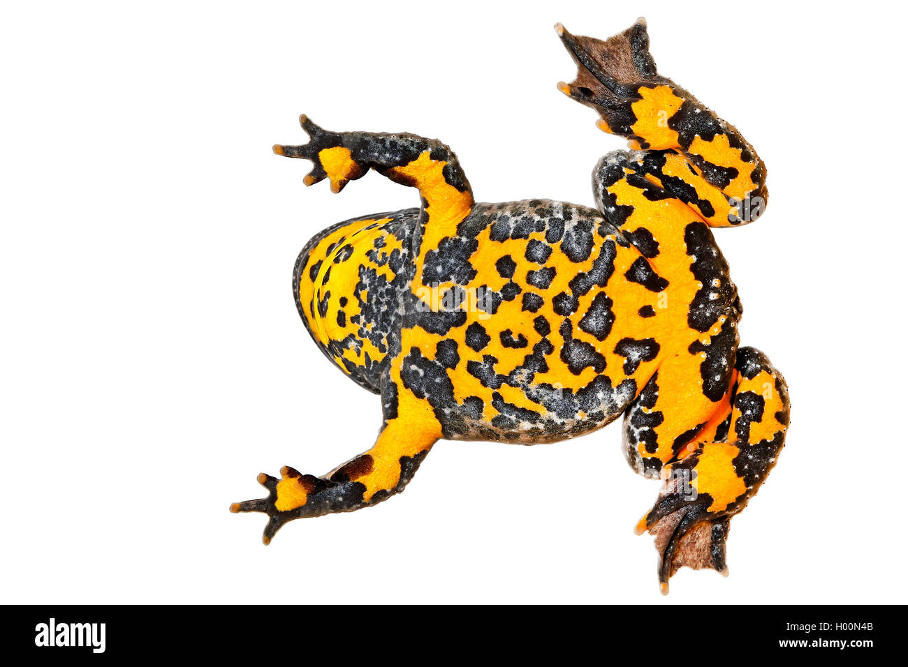 Ululone dal ventre giallo, yellowbelly toad, variegato fire-toad (Bombina variegata), ritratto a figura intera, tagliati fuori, Austria Foto Stock