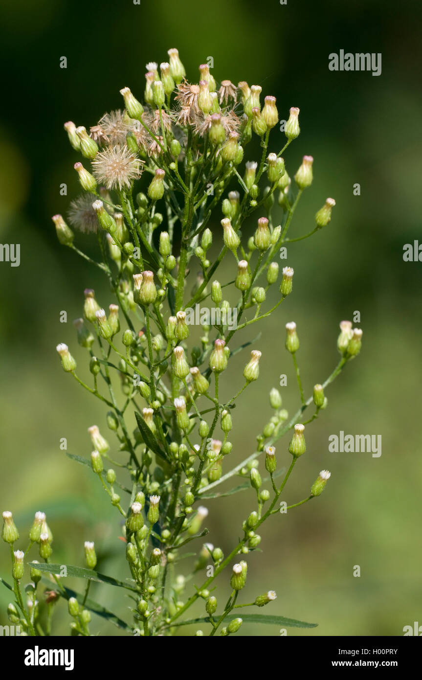 Horseweed, canadese (fleabane Conyza canadensis, Erigeron canadensis), fioritura Foto Stock