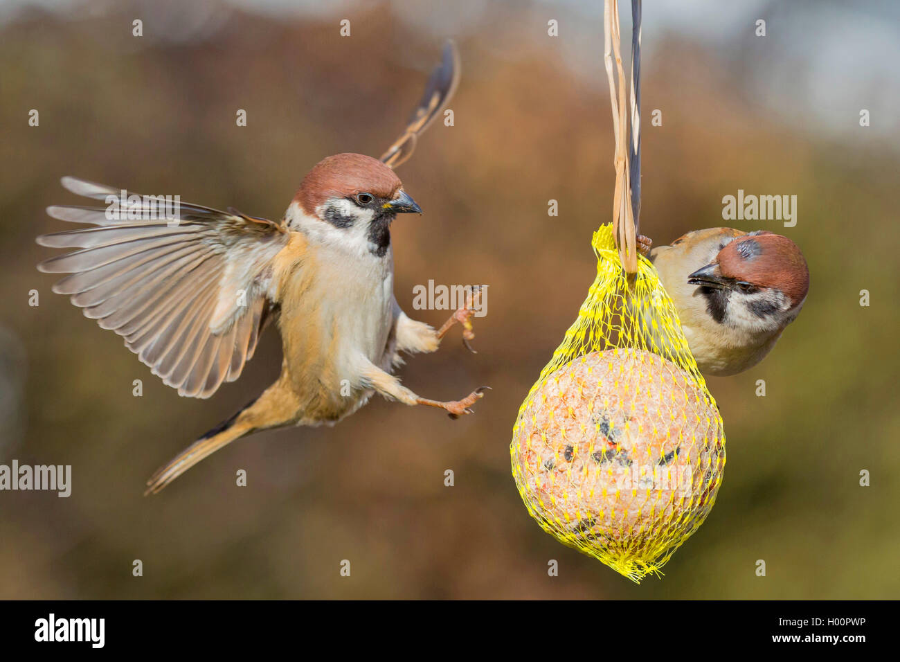 Feldsperling, Feldspatz (Passer montanus), landet am Meisenknoedel, Deutschland, Bayern, Niederbayern | Eurasian tree sparrow (P Foto Stock