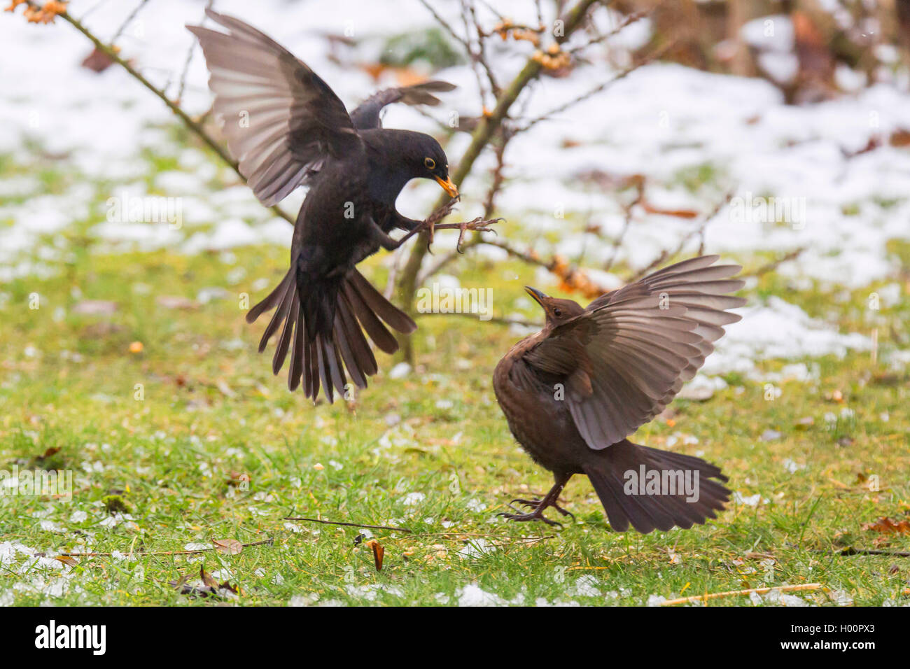 Merlo (Turdus merula), attacco maschio femmina, vista laterale, in Germania, in Baviera, Niederbayern, Bassa Baviera Foto Stock