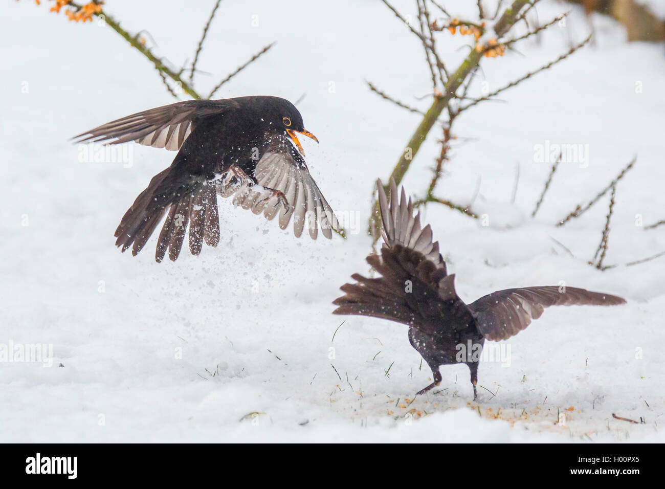 Merlo (Turdus merula), due maschi in conflitto, in Germania, in Baviera, Niederbayern, Bassa Baviera Foto Stock