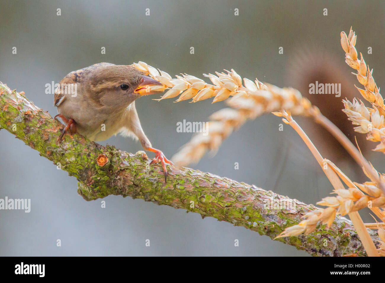 Casa passero (Passer domesticus), si alimenta di un orecchio di frumento, in Germania, in Baviera, Niederbayern, Bassa Baviera Foto Stock