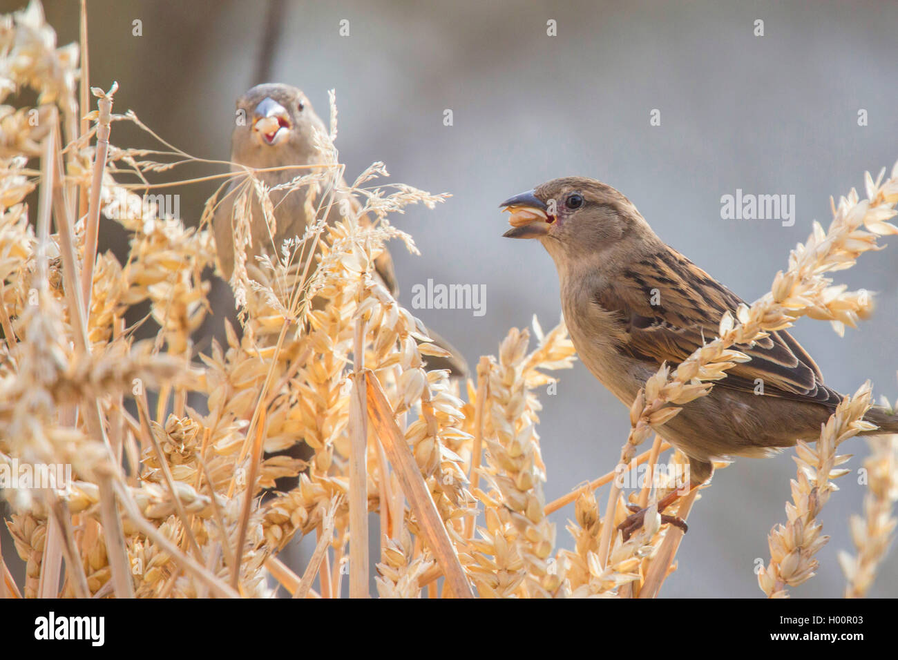 Casa passero (Passer domesticus), si alimenta di un orecchio di frumento, in Germania, in Baviera, Niederbayern, Bassa Baviera Foto Stock